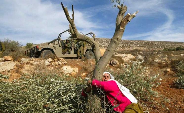 Overview November 2020 | Palestinian olives, the forbidden fruits
